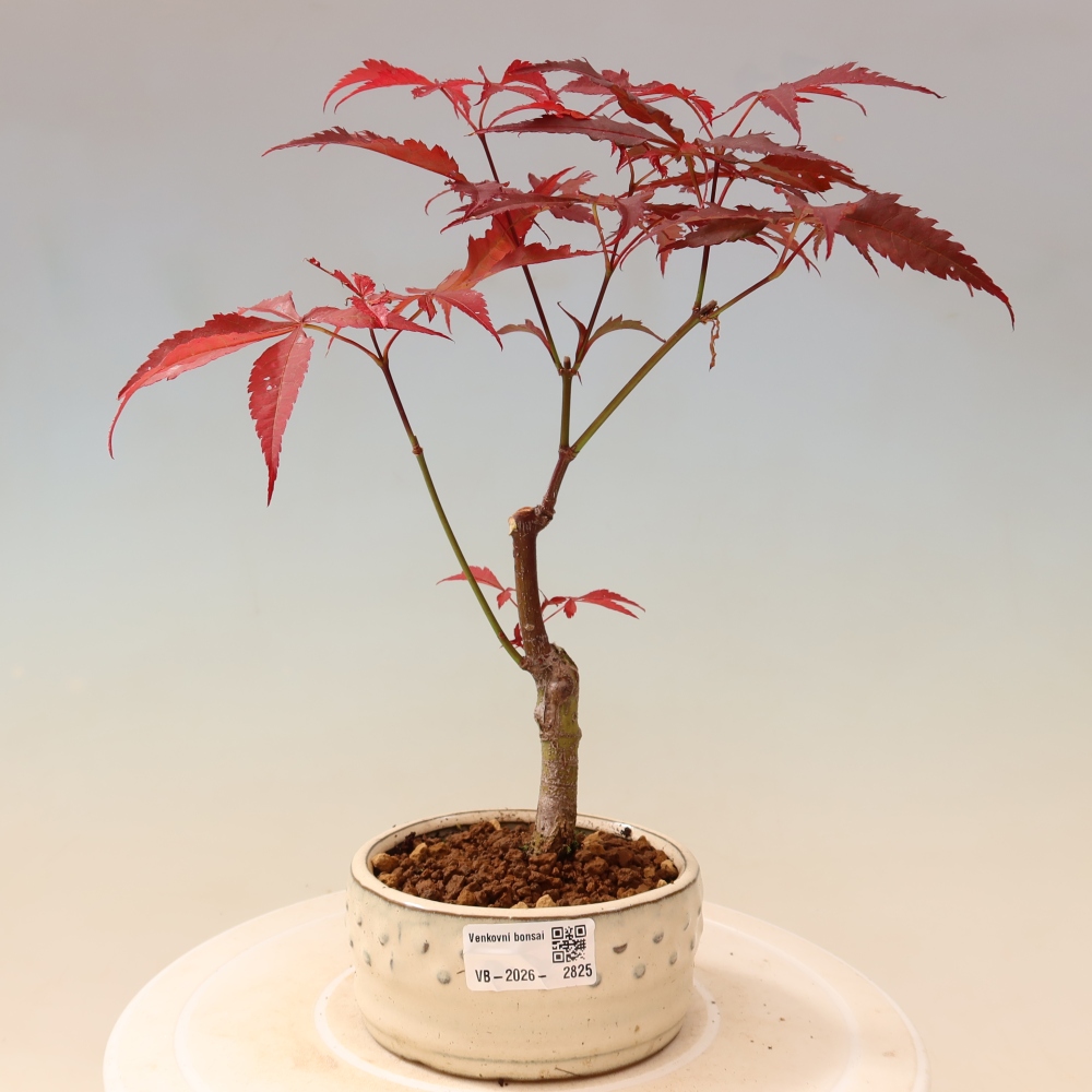 Bonsai na zewnątrz - Palma Acer. Atropurpureum-Javor palmate