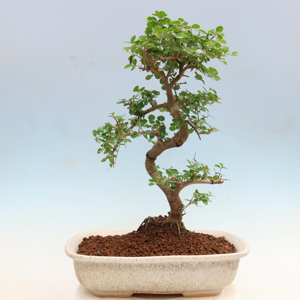 Pokój bonsai - Ligustrum retusa - dziób ptaka drobnolistnego
