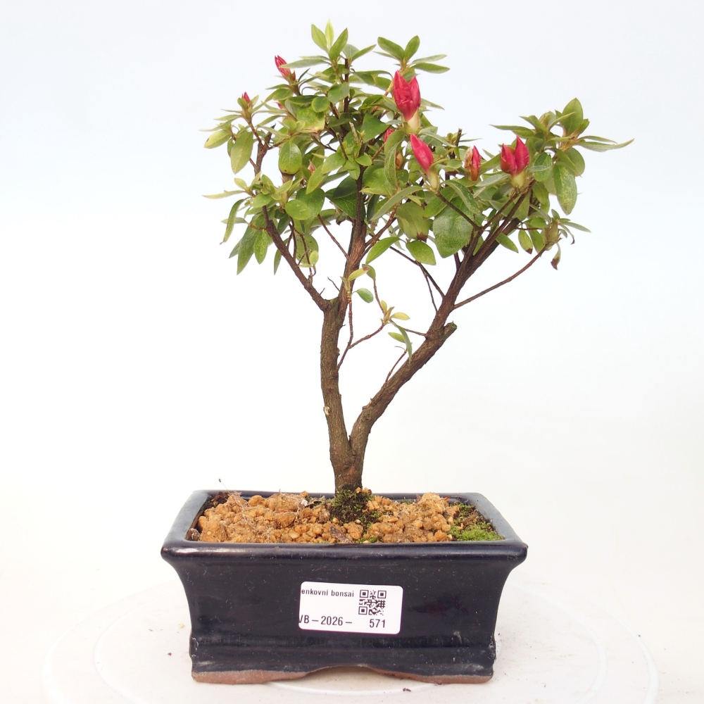 Outdoor bonsai - Azalia japońska - Azalea sp.