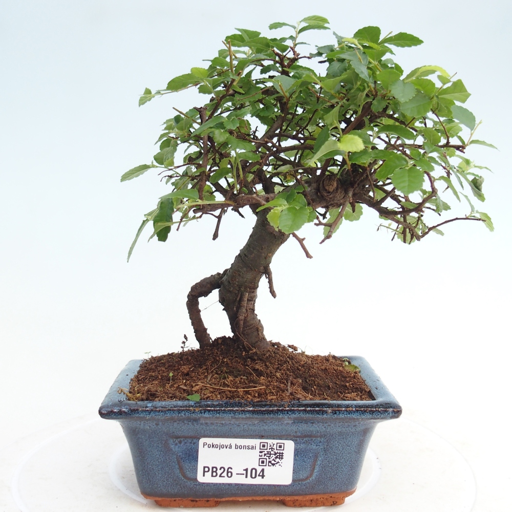 Pokój bonsai - Ulmus parvifolia - Wiąz drobnolistny
