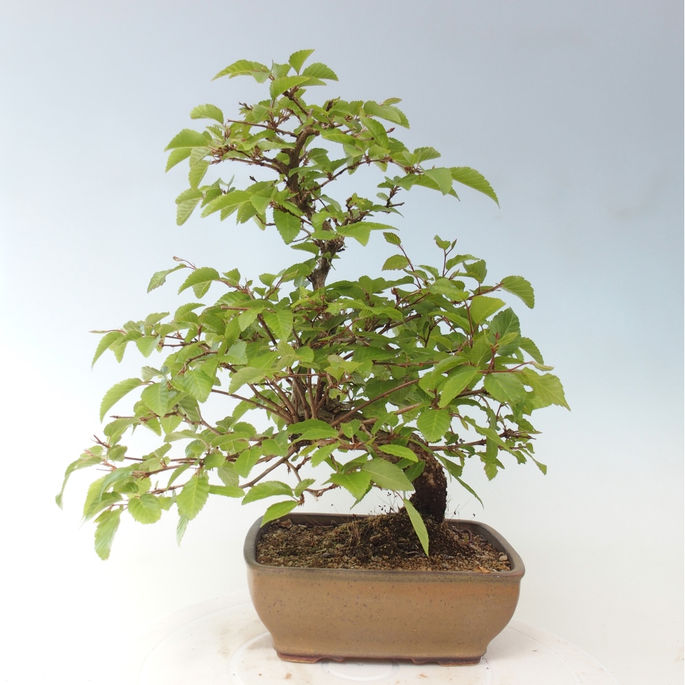 Outdoor bonsai - Carpinus CARPINOIDES - grab koreański