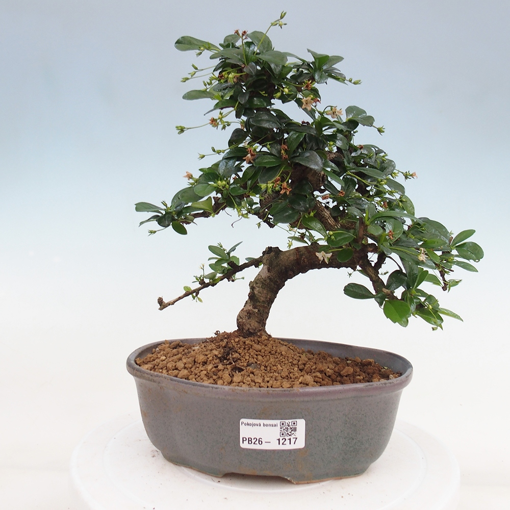 Bonsai pokojowe - Carmona macrophylla - Tea fuki
