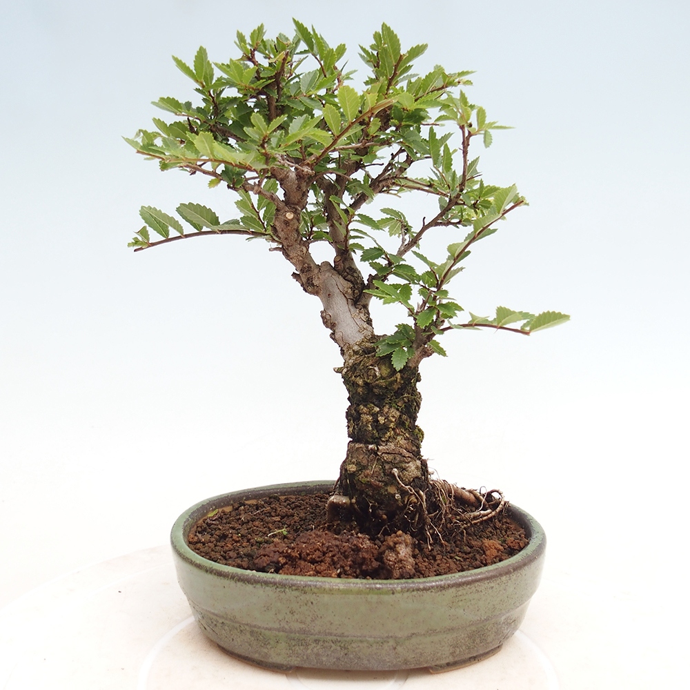 Outdoor bonsai - Zelkova - Zelkova NIRE
