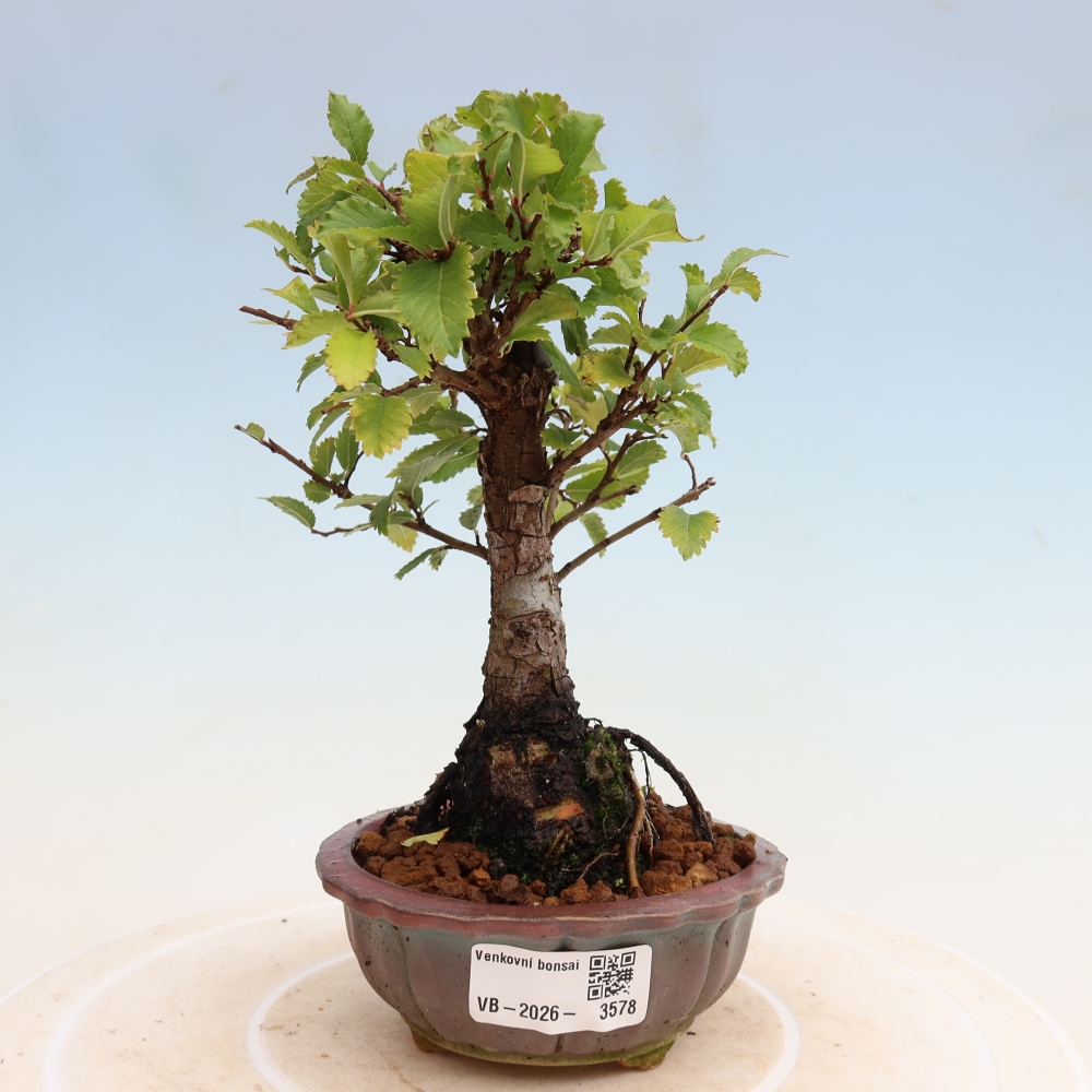 Bonsai zewnętrzne - Zelkova - Zelkova NIRE