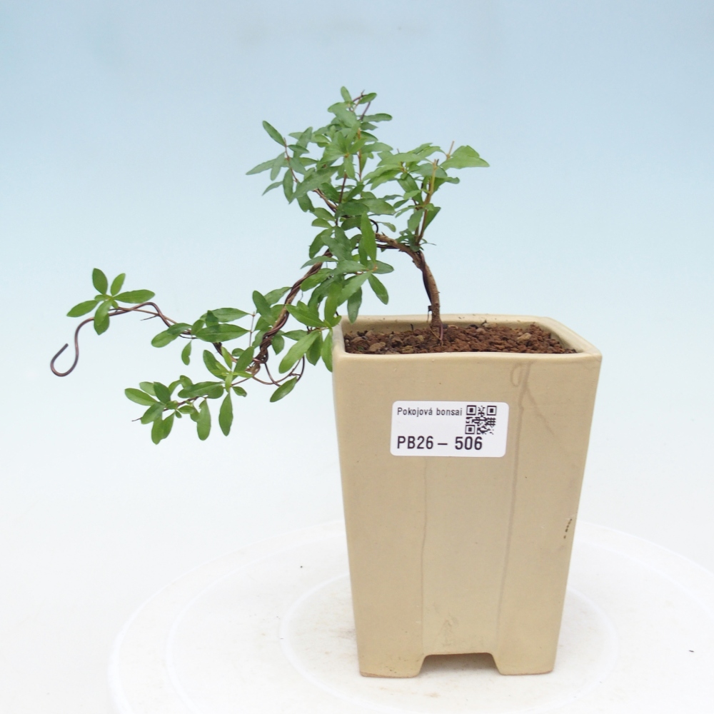 Pokój bonsai - PUNICA granatum nana - jabłko granatu