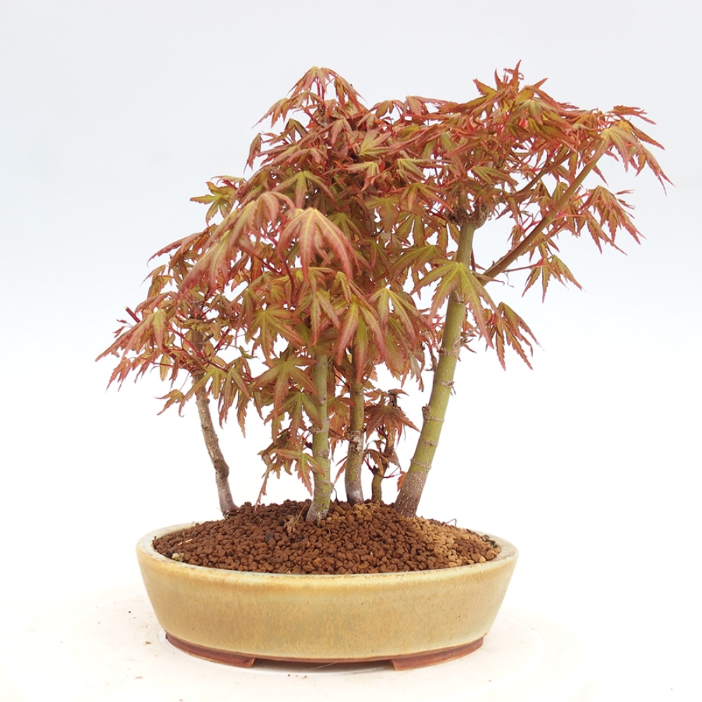 Outdoor bonsai - Acer palmatum - klon kasztanowca