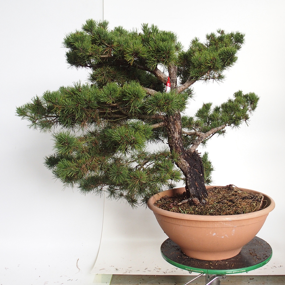Yamadori - Pinus sylvestris Hiszpania