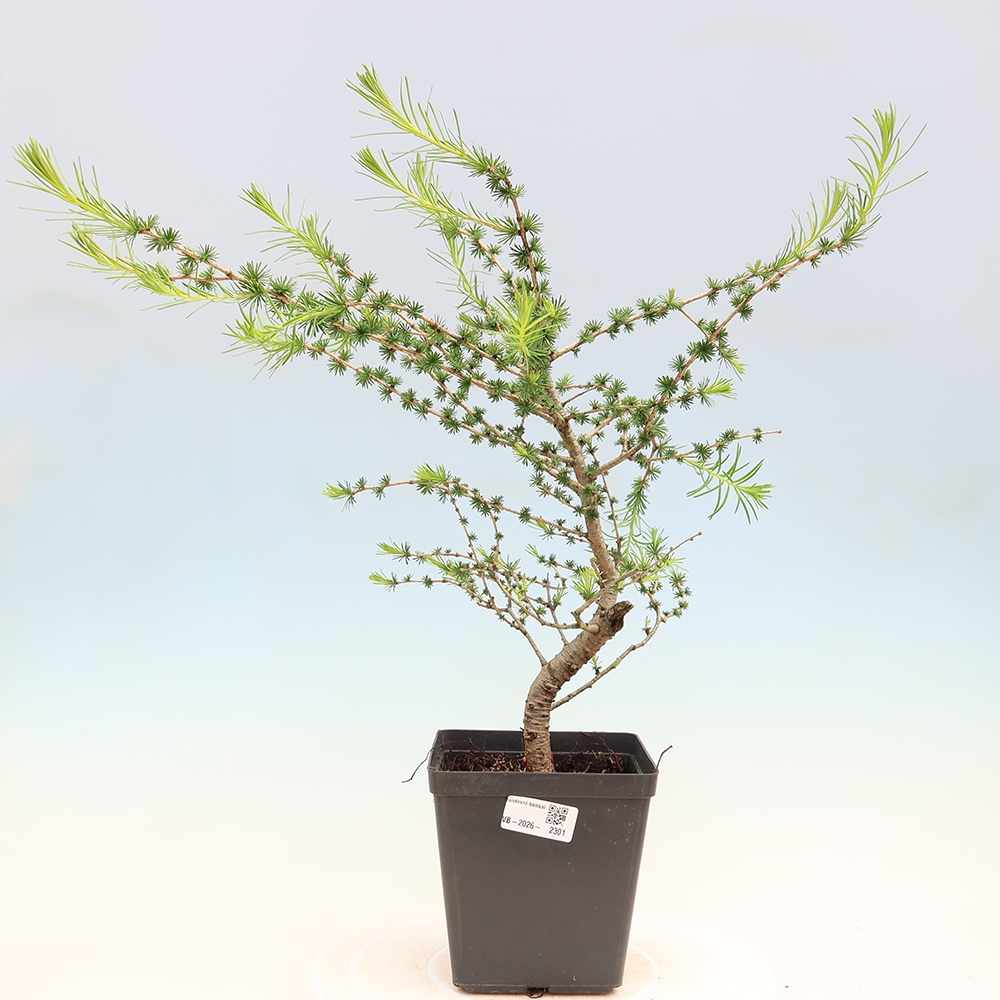 Bonsai zewnętrzne - Larix decidua - Modrzew