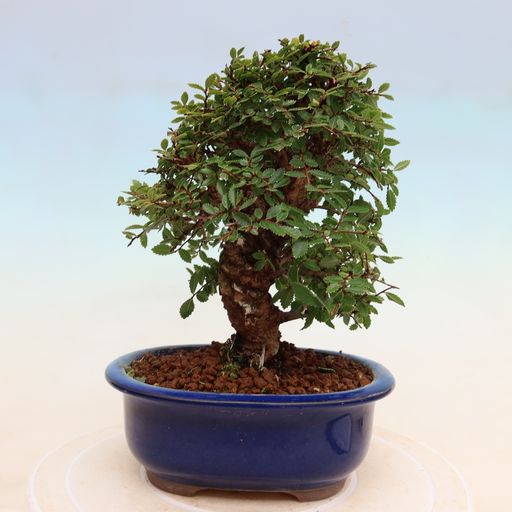 Bonsai zewnętrzne - Zelkova - Zelkova NIRE