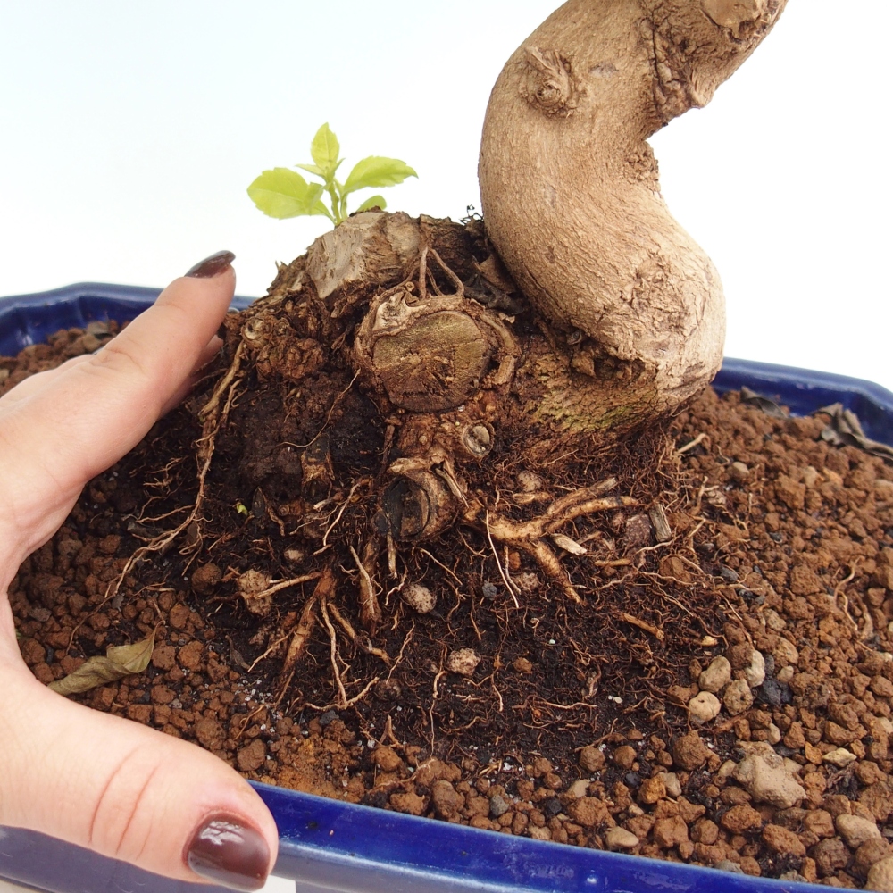 Bonsai pokojowe - Duranta erecta Aurea