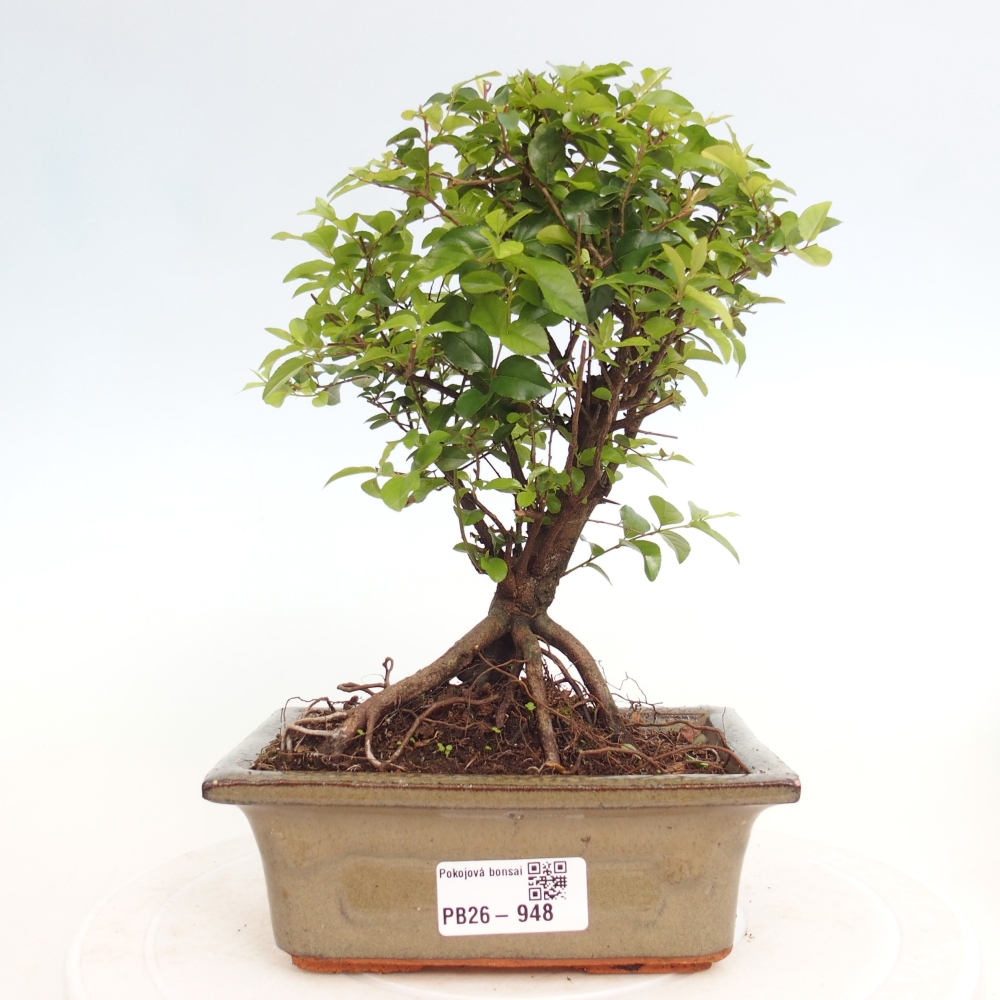 Bonsai pokojowe - Sageretia thea - Sageretia thea