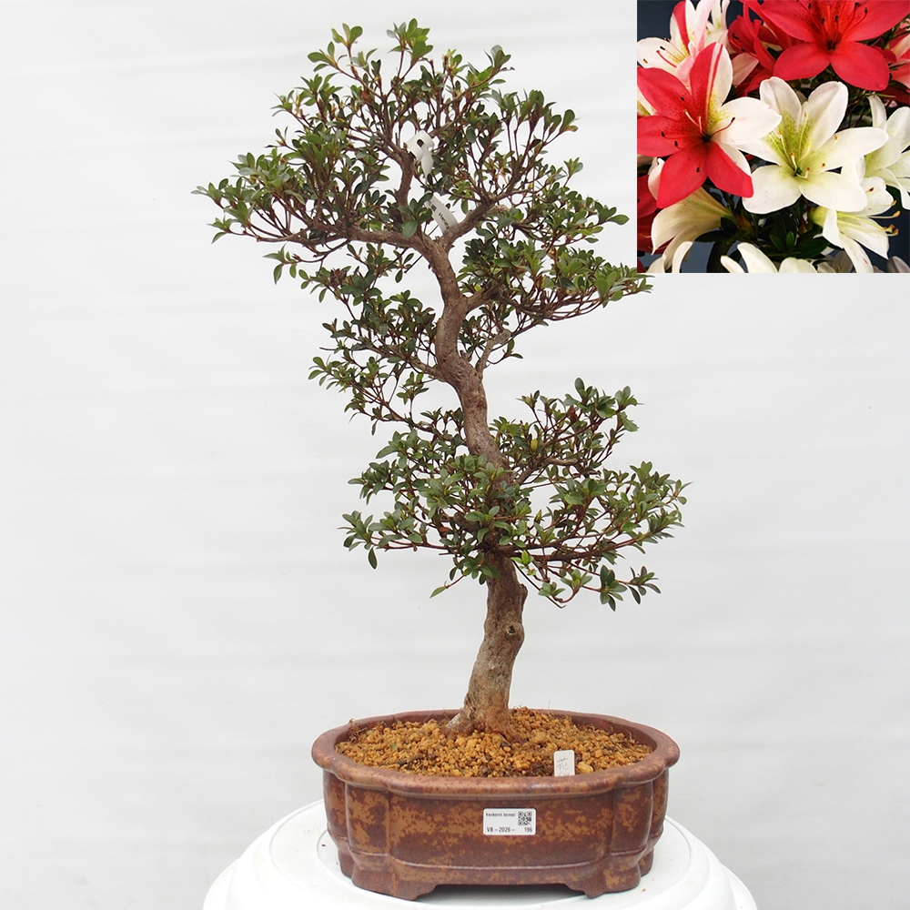 Bonsai zewnętrzne - Azalia japońska - Azalia Hanatsuzuri