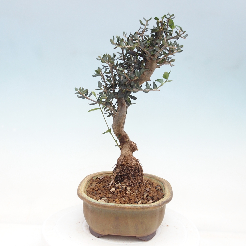 Bonsai do wnętrz - Olea europaea sylvestris