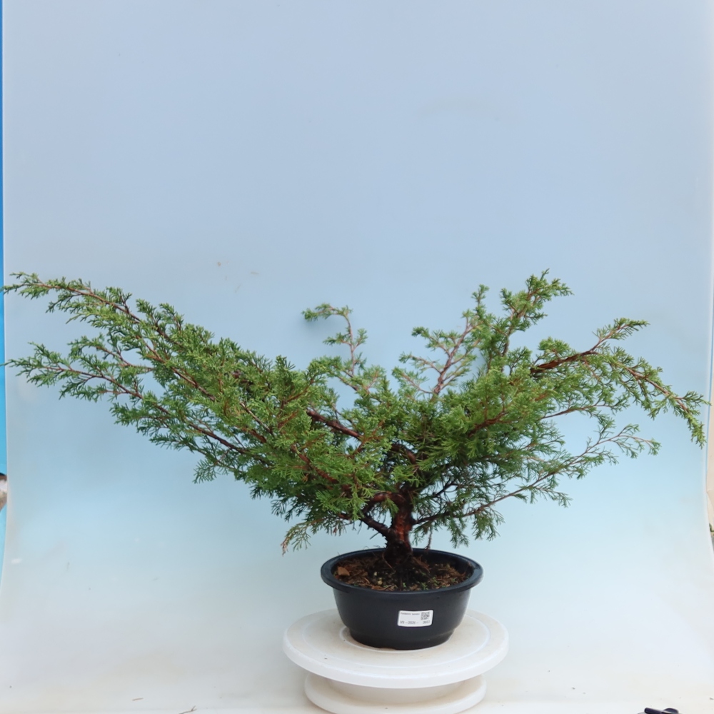 Bonsai ogrodowe – Juniperus chinensis Itoigawa – jałowiec chiński