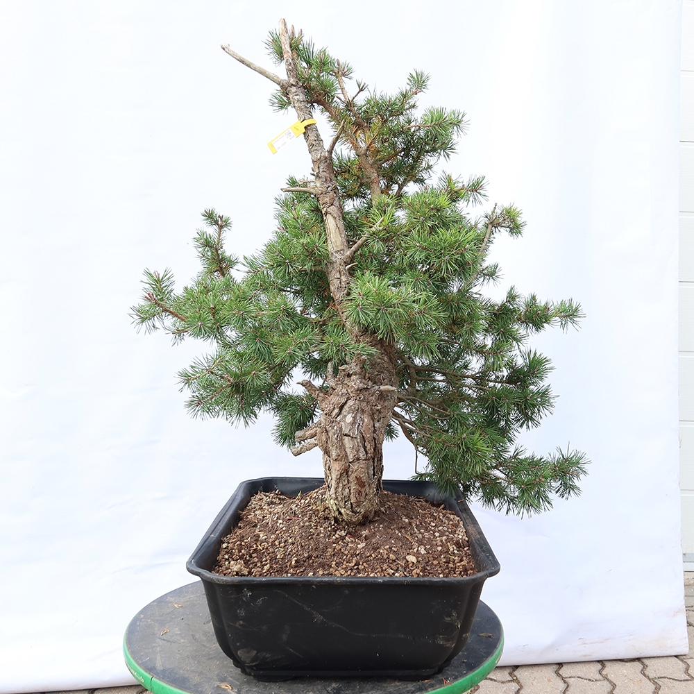 Pinus sylvestris Hiszpania – sosna zwyczajna