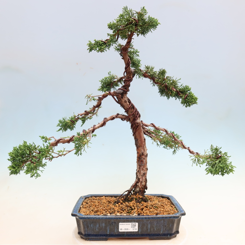 Outdoor bonsai - Juniperus chinensis Kishu