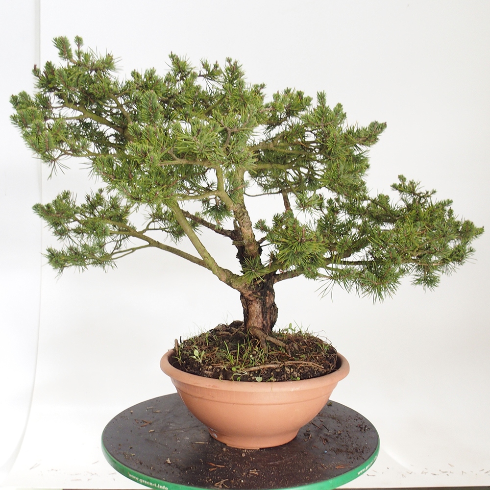 Yamadori - Pinus sylvestris Hiszpania