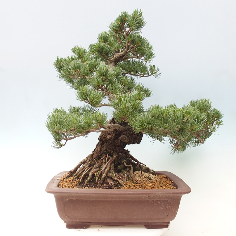 Outdoor bonsai - Pinus parviflora - Pinus parviflora