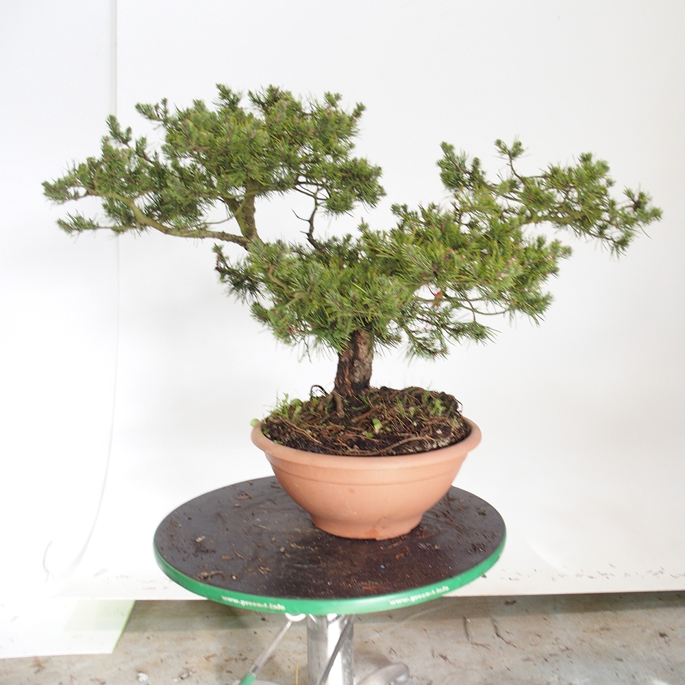 Yamadori - Pinus sylvestris Hiszpania