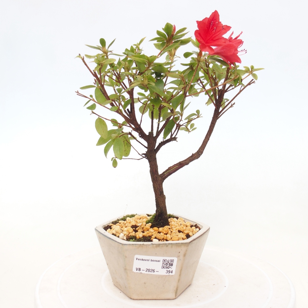 Outdoor bonsai - Azalia japońska - Azalea sp.