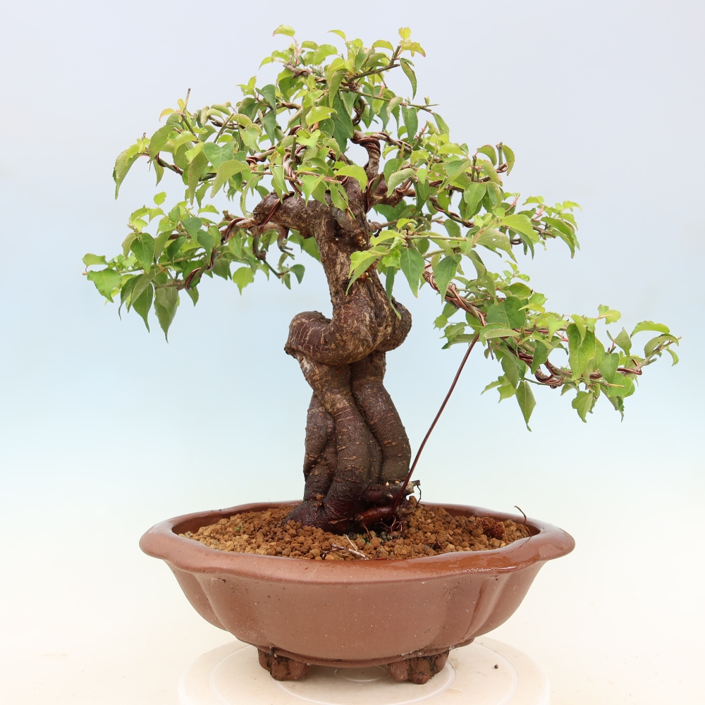 Bonsai ogrodowe – japońska śliwka – Prunus Mume