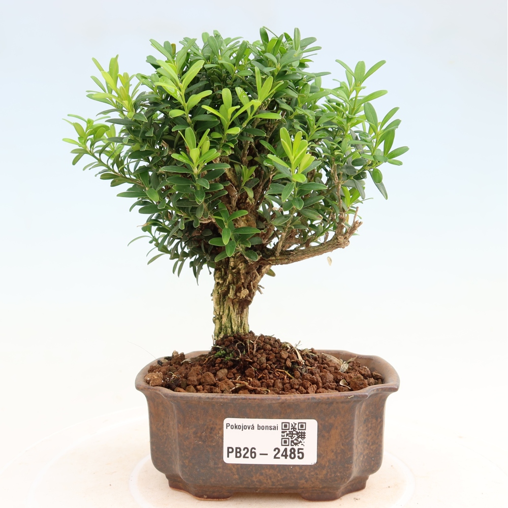 Pokój bonsai - Buxus harlandii - buxus korkowy