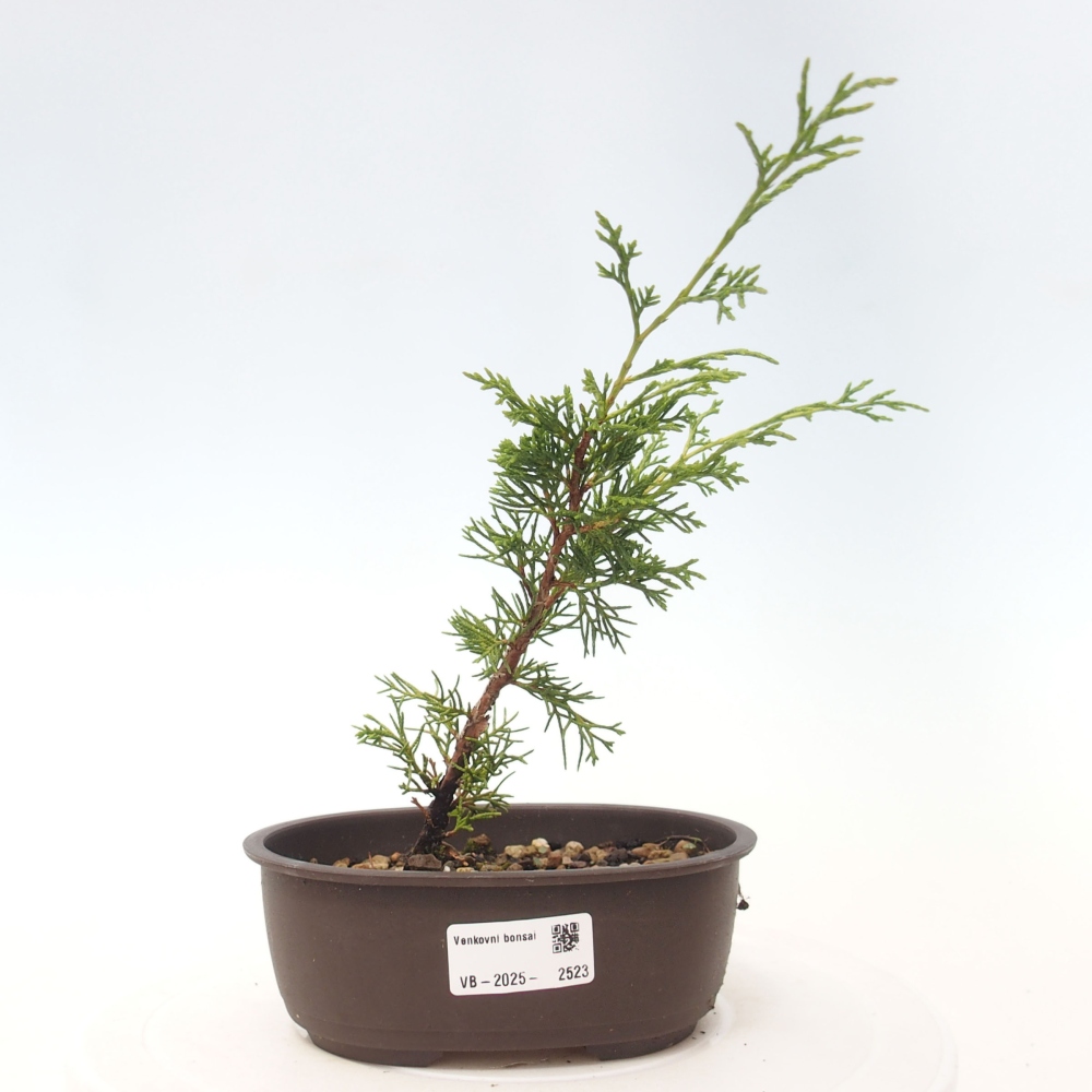 Outdoor bonsai - Juniperus chinensis Itoigawa - Jałowiec chiński