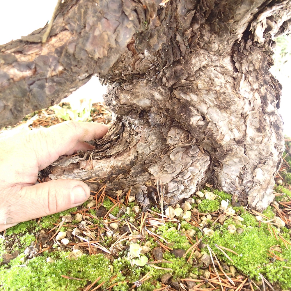 Yamadori - Pinus sylvestris Hiszpania