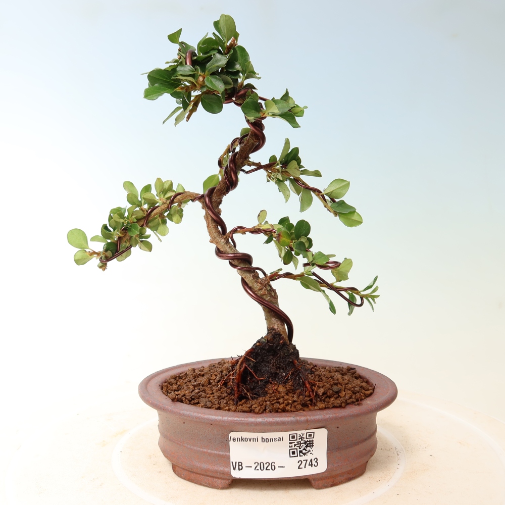 Outdoor bonsai - irga pozioma - Rocky Mountain