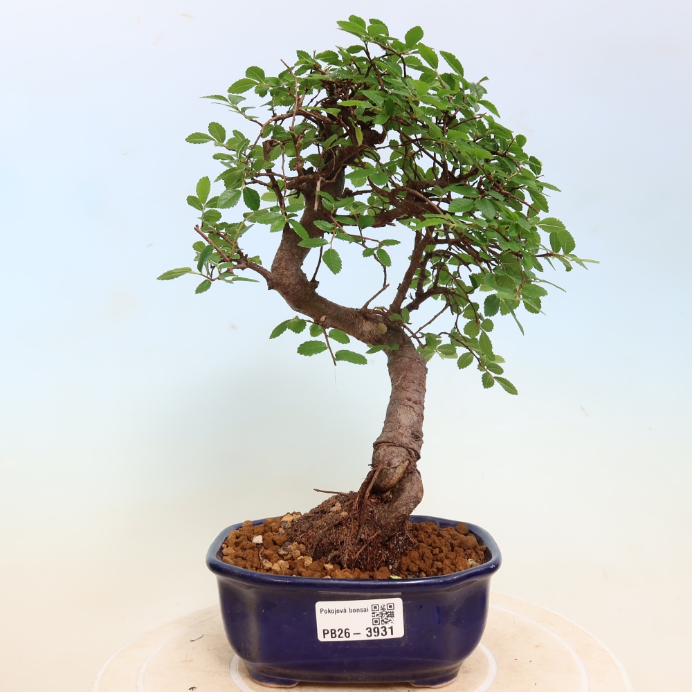 Pokój bonsai - Ulmus parvifolia - Wiąz drobnolistny