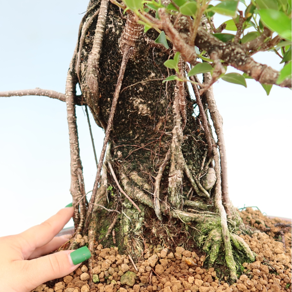 Pokój bonsai - Ficus kimmen - figowiec drobnolistny