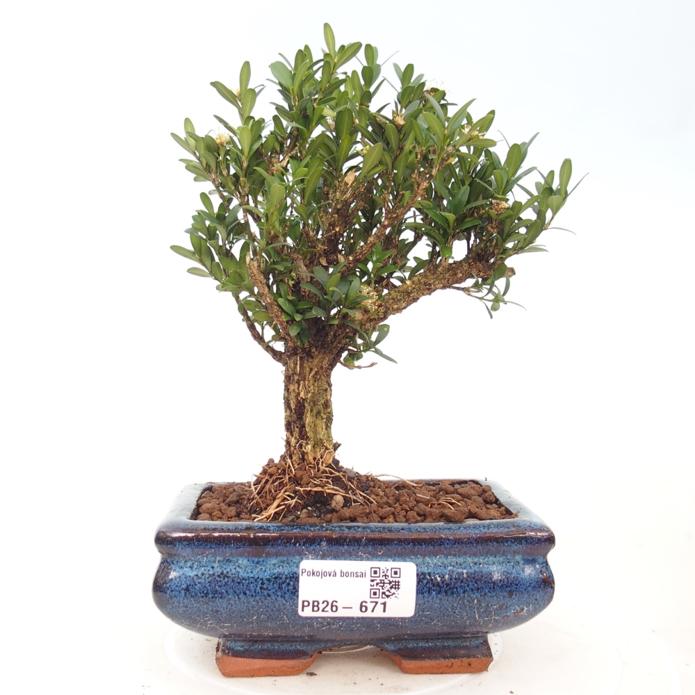 Pokój bonsai - Buxus harlandii - buxus korkowy