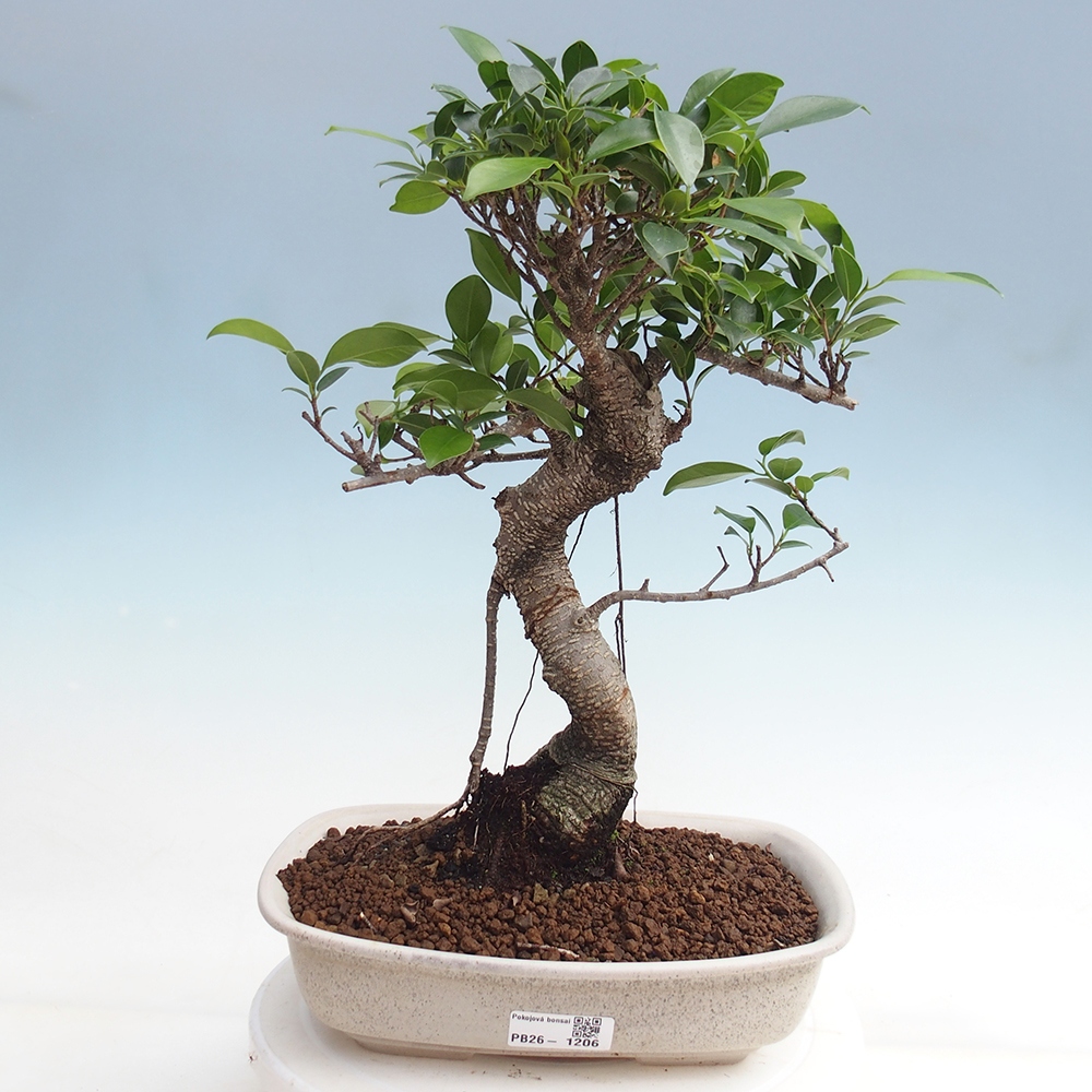 Pokój bonsai - Ficus kimmen - figowiec drobnolistny
