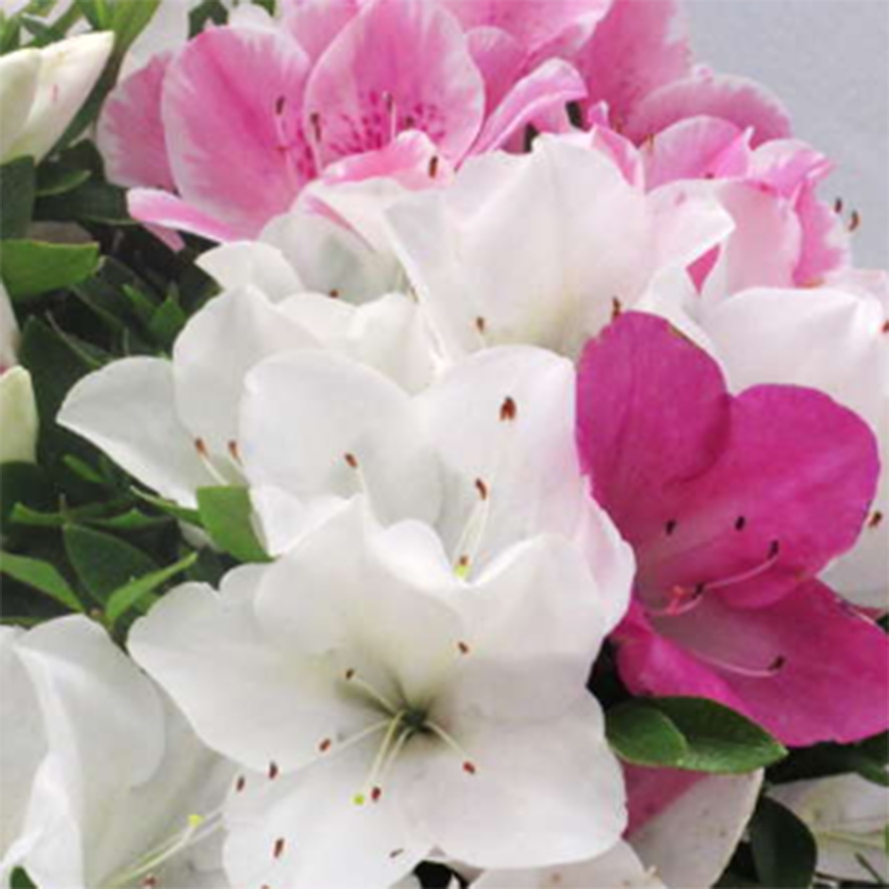 Bonsai zewnętrzne - Azalia japońska - Azalia Ai-no-Tsuki