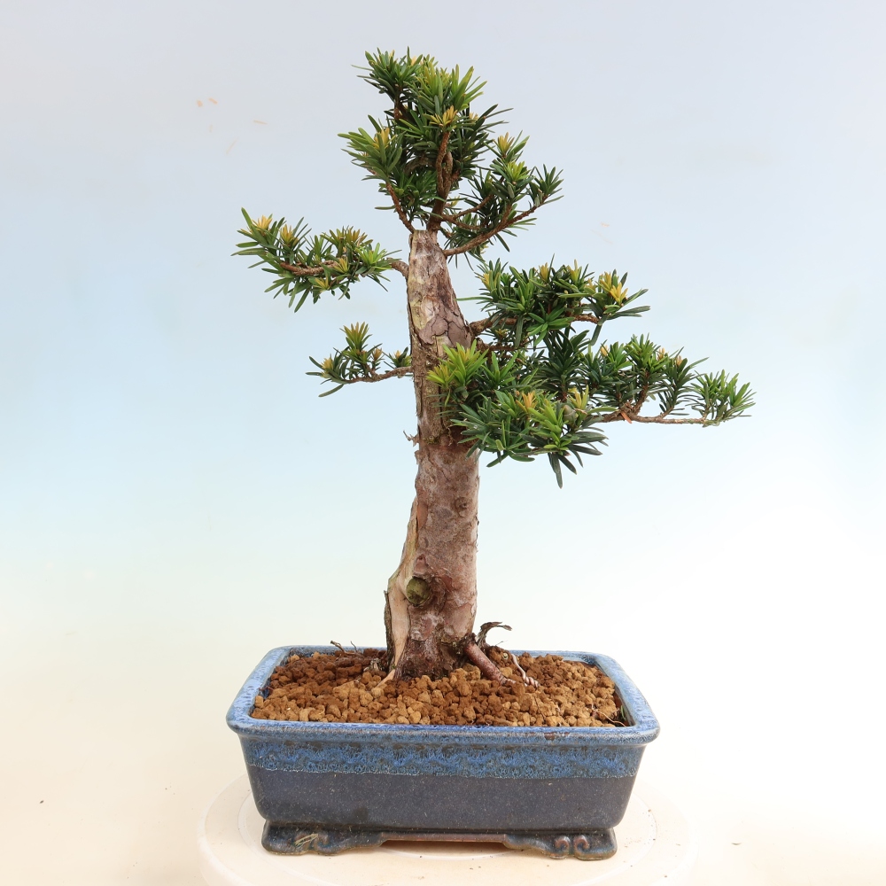 Bonsai ogrodowe – Taxus cuspidata – cis japoński