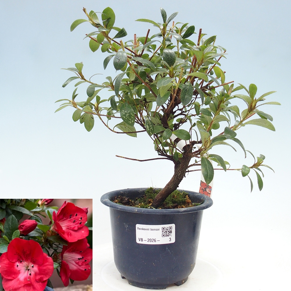 Bonsai zewnętrzne - Azalia japońska - Azalia Benibeni