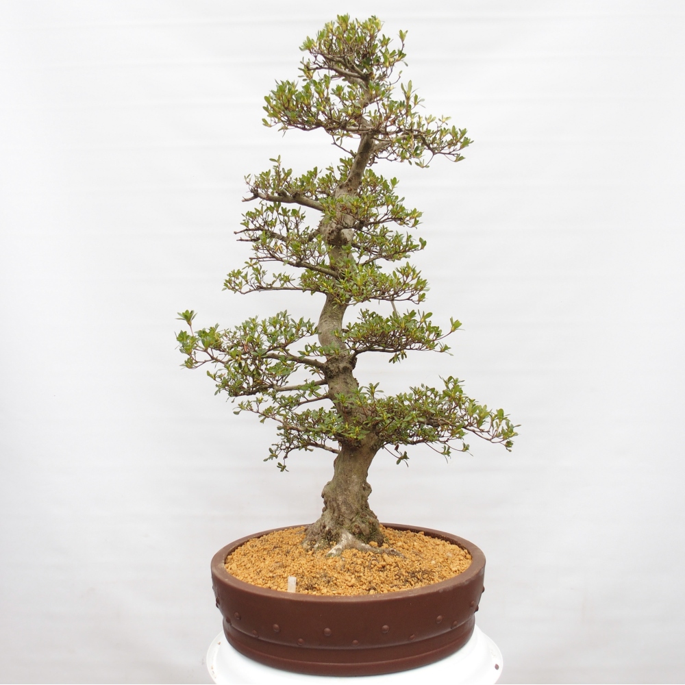 Bonsai zewnętrzne - Azalia japońska - Azalia Ai-no-Tsuki