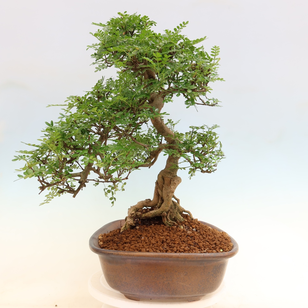 Pokój bonsai - Zantoxylum piperitum - drzewo pieprzowe
