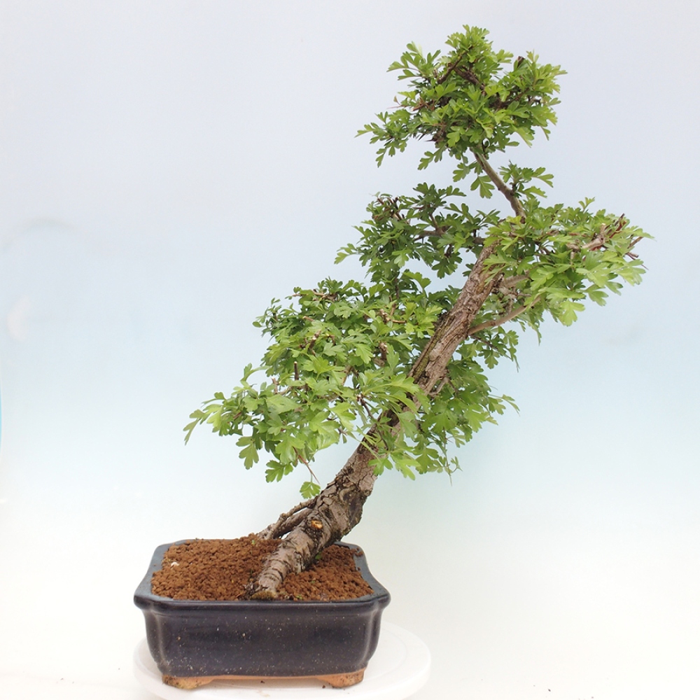 Bonsai zewnętrzne - Głóg - Crataegus monogyna