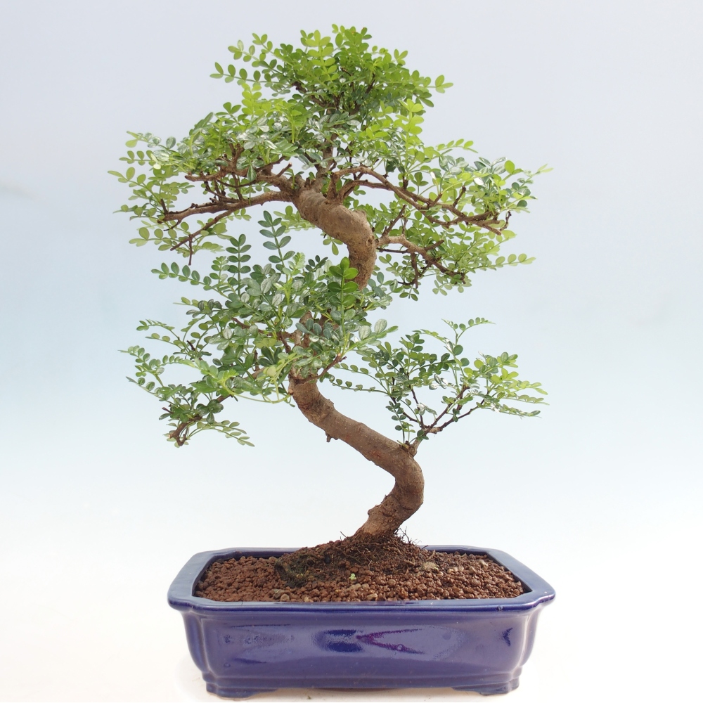 Pokój bonsai - Zantoxylum piperitum - drzewo pieprzowe