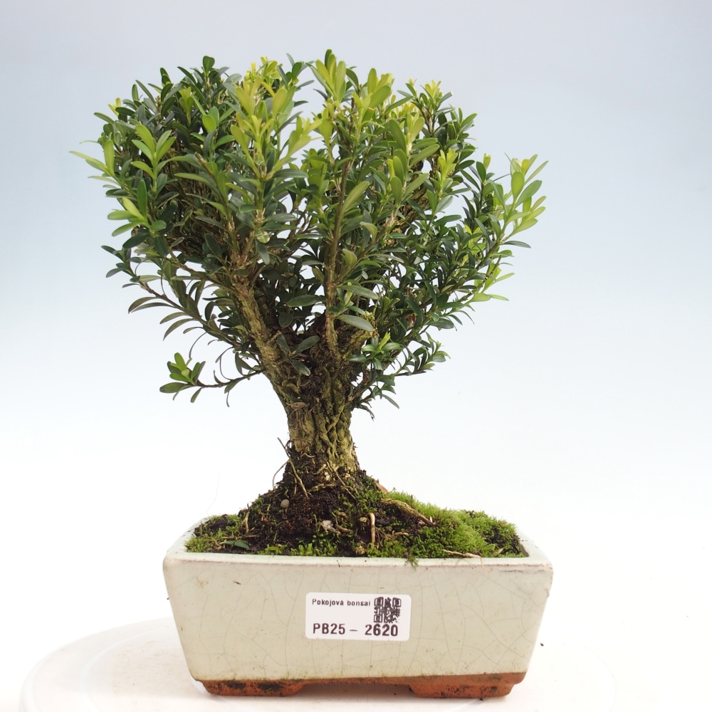 Pokój Bonsai - Buxus harlandii - Bukszpan korkowy