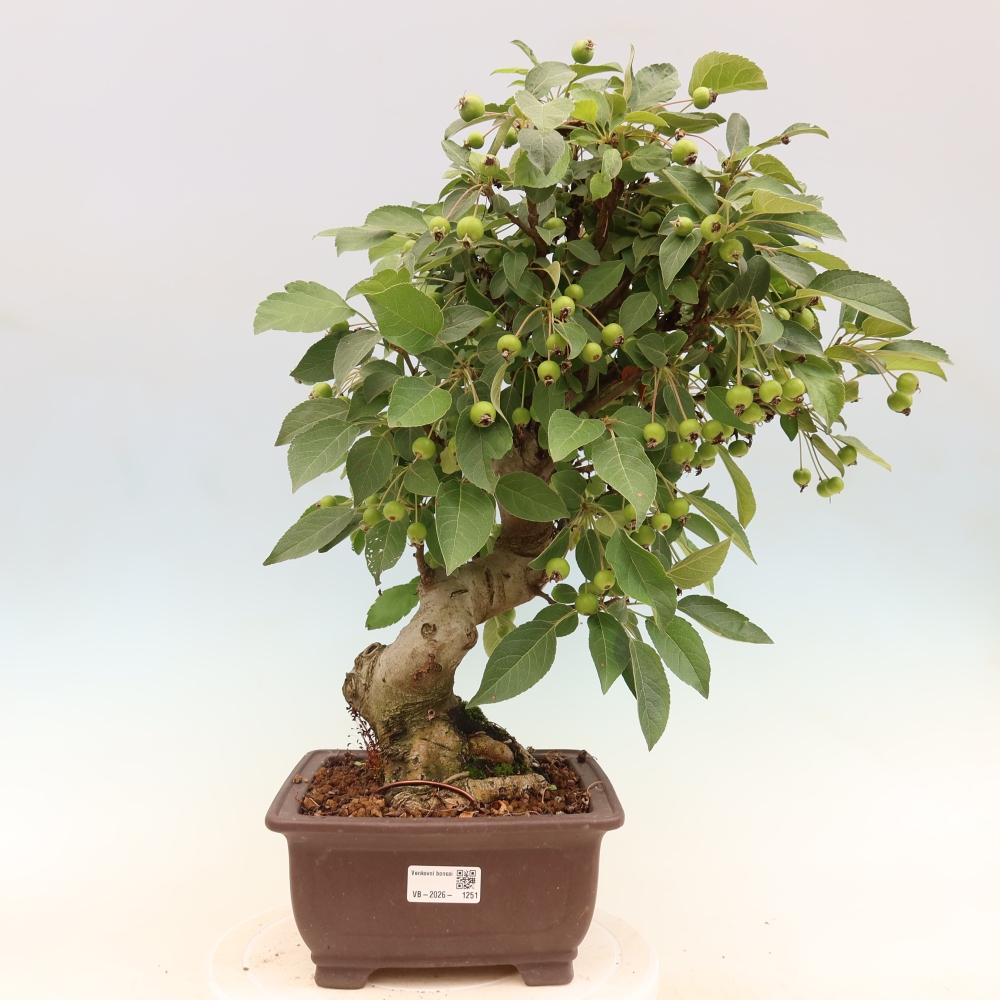 Outdoor bonsai - Malus halliana - Jabłoń drobnoowocowa