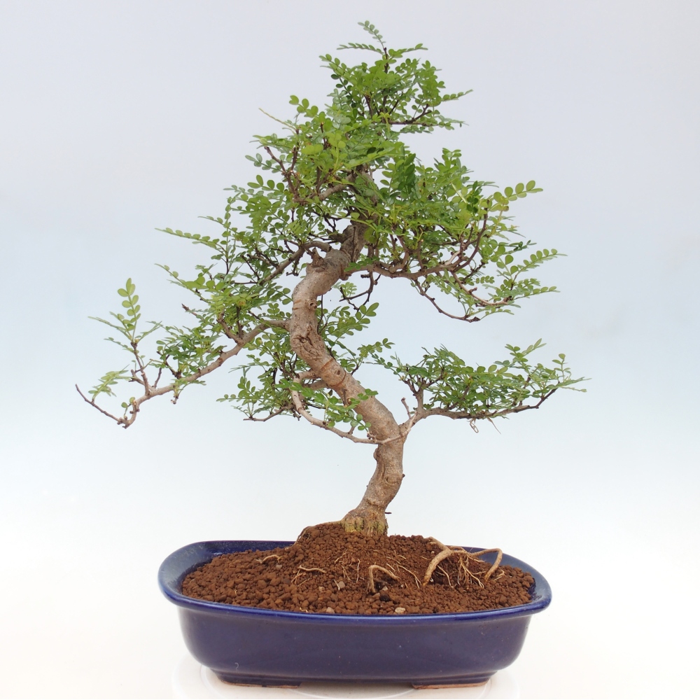 Bonsai do wnętrz - Zantoxylum piperitum - Mięta pieprzowa