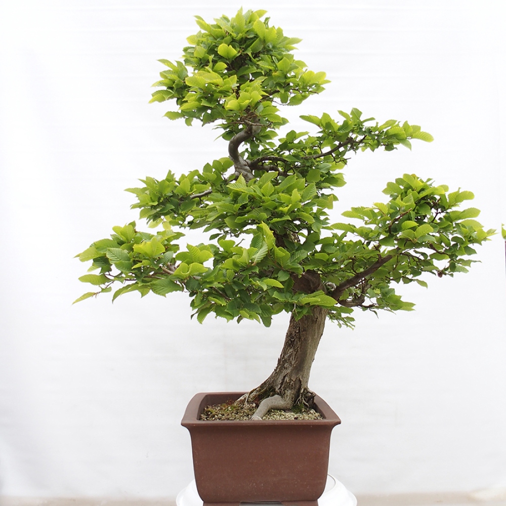 Bonsai zewnętrzne - Grab - Carpinus betulus