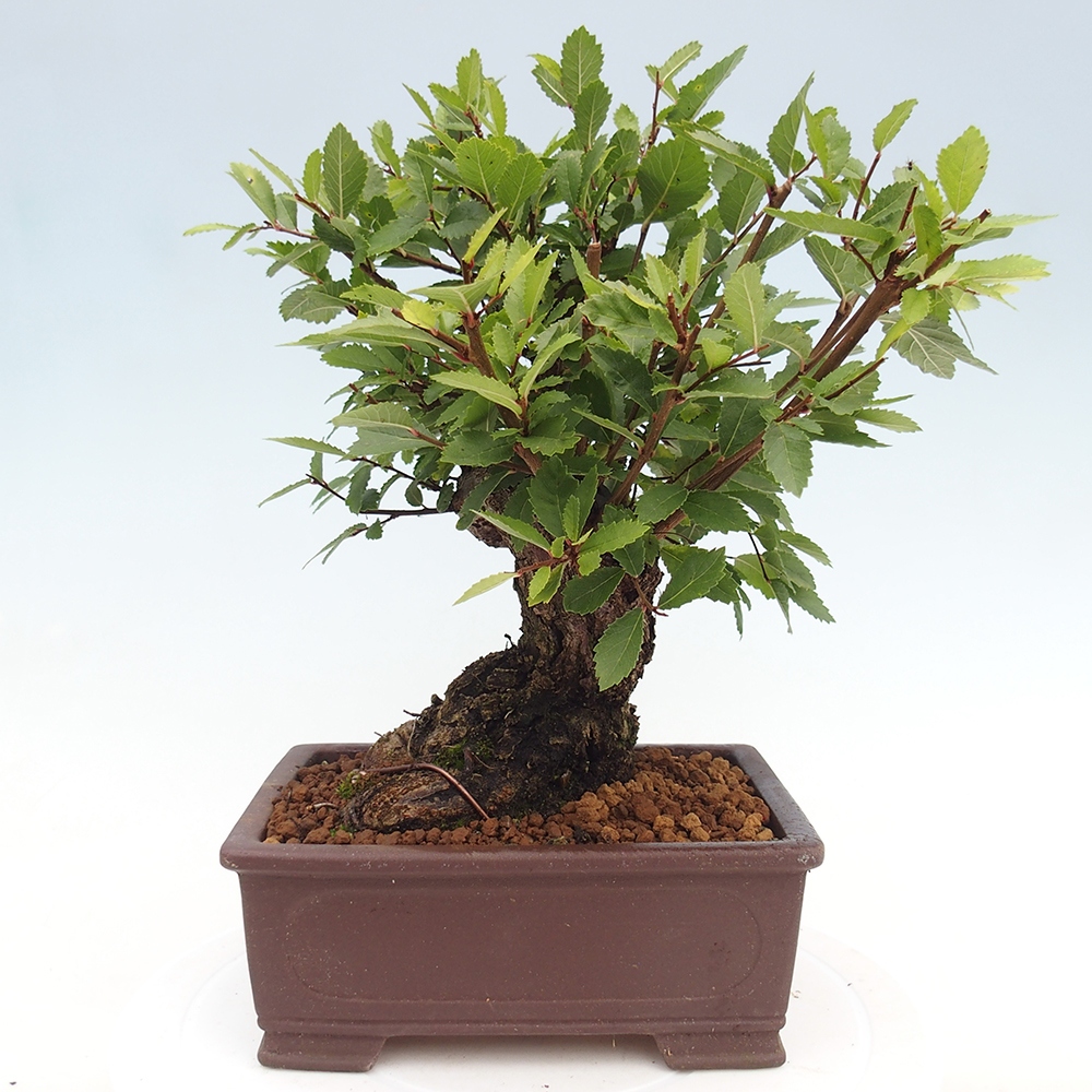 Bonsai na zewnątrz - Zelkova - Zelkova serrata