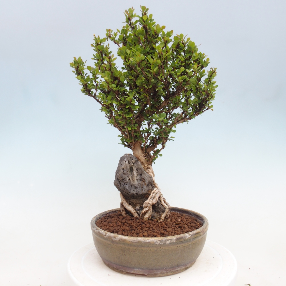 Bonsai zewnętrzne - Berberis coreana