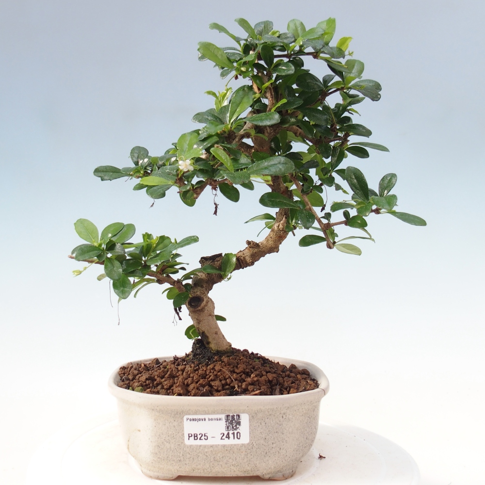 Bonsai wewnętrzne - Carmona makrophylla - Herbata Fuki