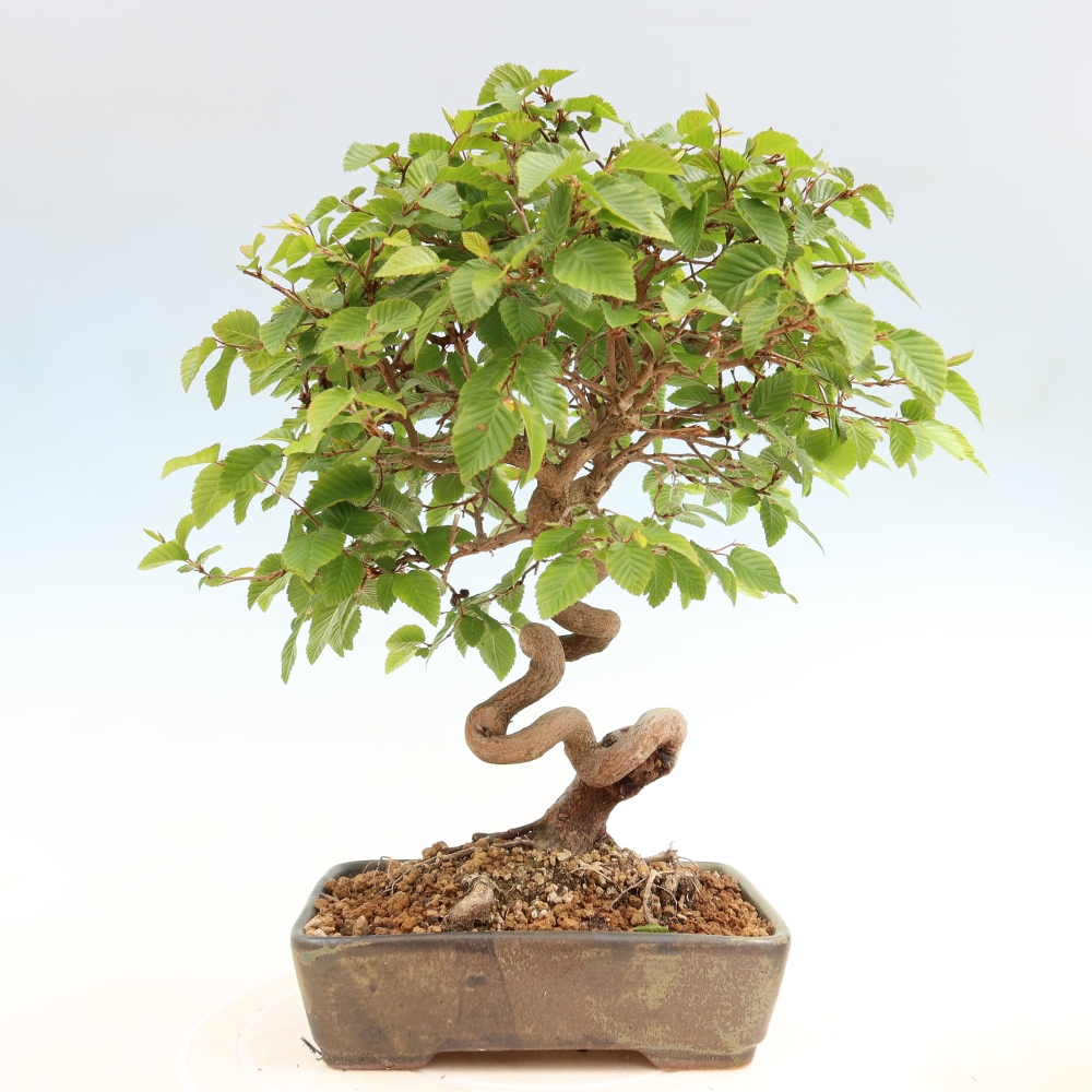 Outdoor bonsai - Carpinus coreana - grab koreański