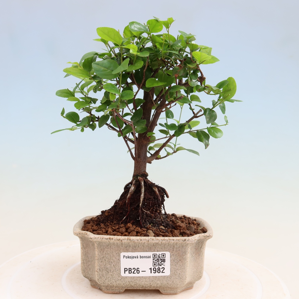 Bonsai pokojowe - Sageretia thea - Sageretia thea