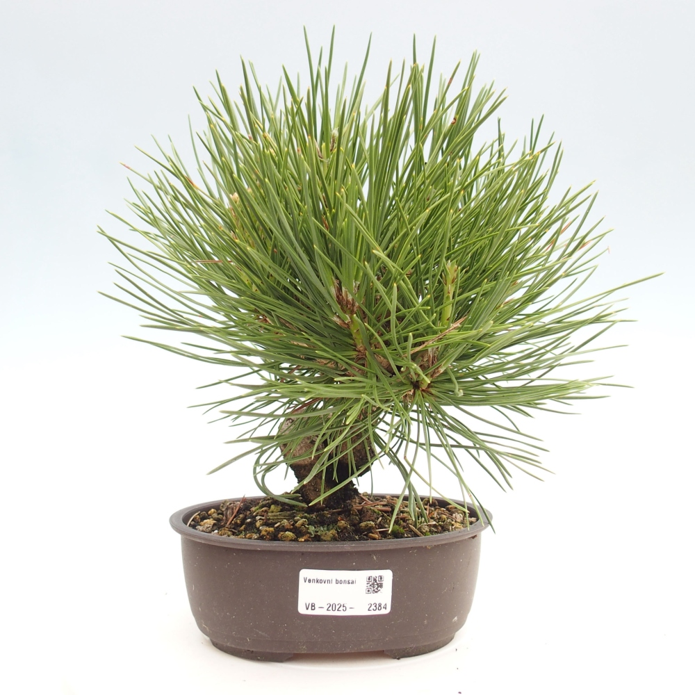Bonsai ogrodowe - Pinus thunbergii - Sosna Thunbergia